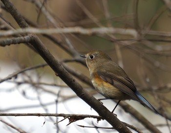 Red-flanked Bluetail 太白山自然観察の森 Thu, 2/11/2021