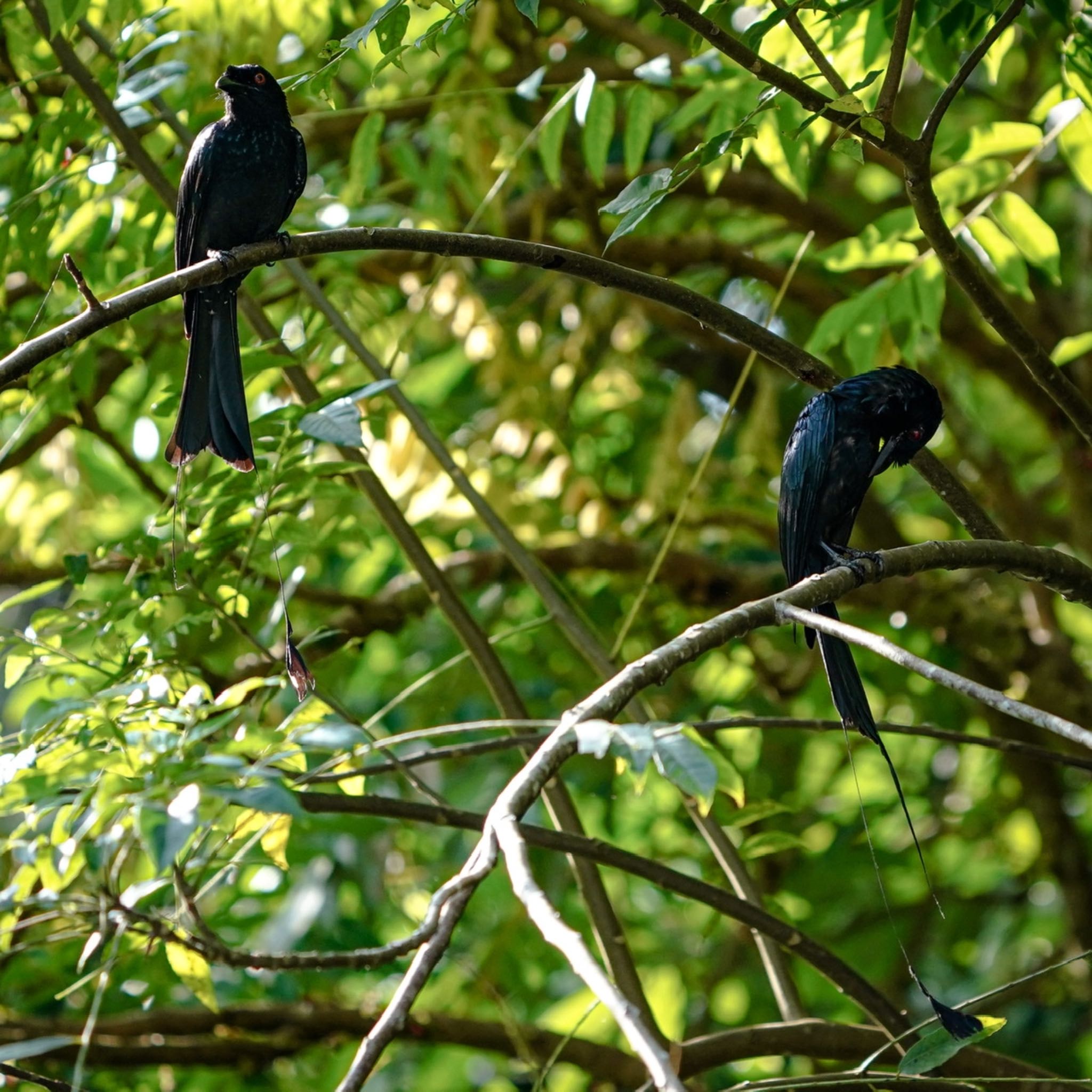 Photo of Greater Racket-tailed Drongo at Dairy Farm Nature Park by T K