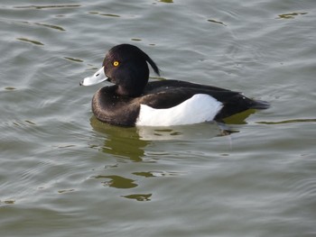 キンクロハジロ 弁天池公園(大阪府門真市) 2021年2月11日(木)