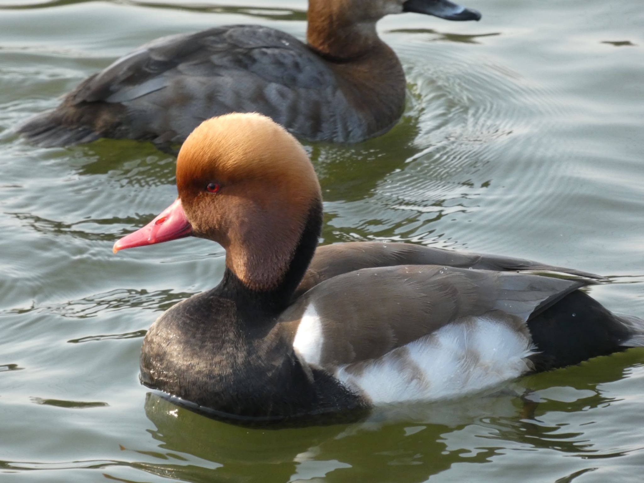 Red-crested Pochard