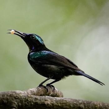 2021年2月11日(木) Sungei Buloh Wetland Reserveの野鳥観察記録