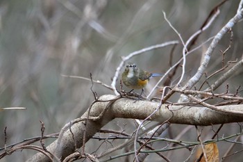 ルリビタキ 平筒沼(宮城県登米市) 2016年12月31日(土)