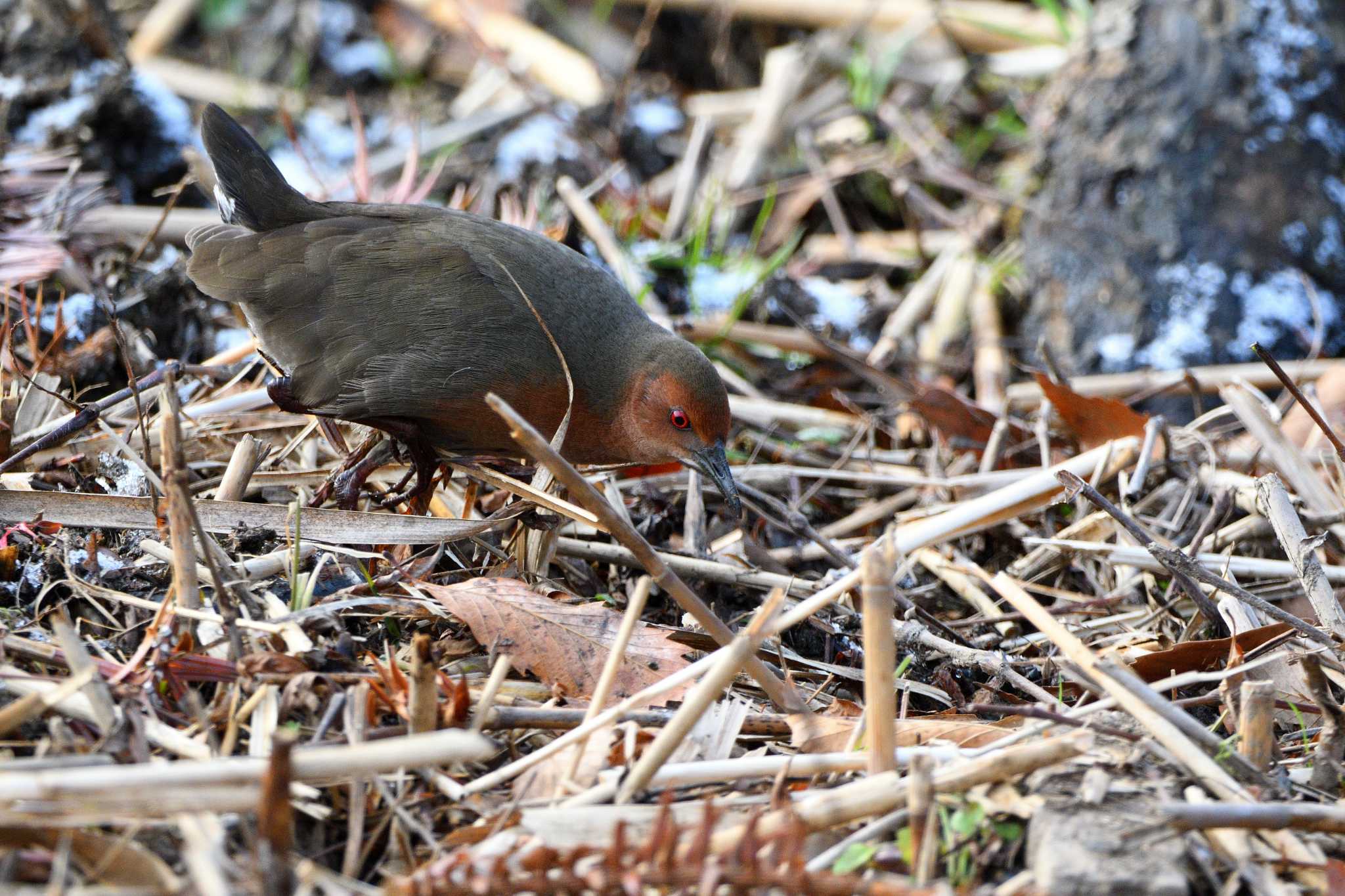 Ruddy-breasted Crake