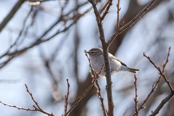 Common Chiffchaff Watarase Yusuichi (Wetland) Sat, 12/31/2016