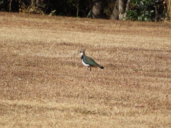 Northern Lapwing Unknown Spots Tue, 1/19/2021