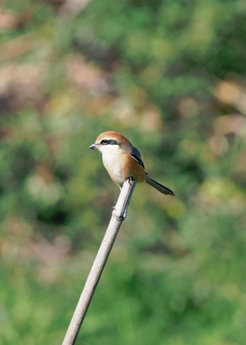 Bull-headed Shrike 淀川河川公園 Sat, 12/31/2016