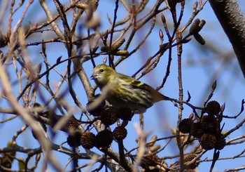 マヒワ 弥勒の森 2021年2月11日(木)