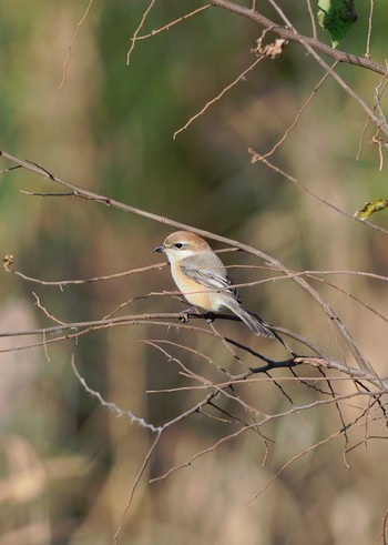 Bull-headed Shrike 淀川河川公園 Sat, 12/31/2016