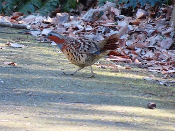 Chinese Bamboo Partridge Unknown Spots Wed, 1/20/2021