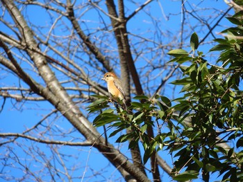 Bull-headed Shrike Unknown Spots Wed, 1/20/2021