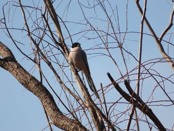 Azure-winged Magpie Unknown Spots Thu, 1/21/2021