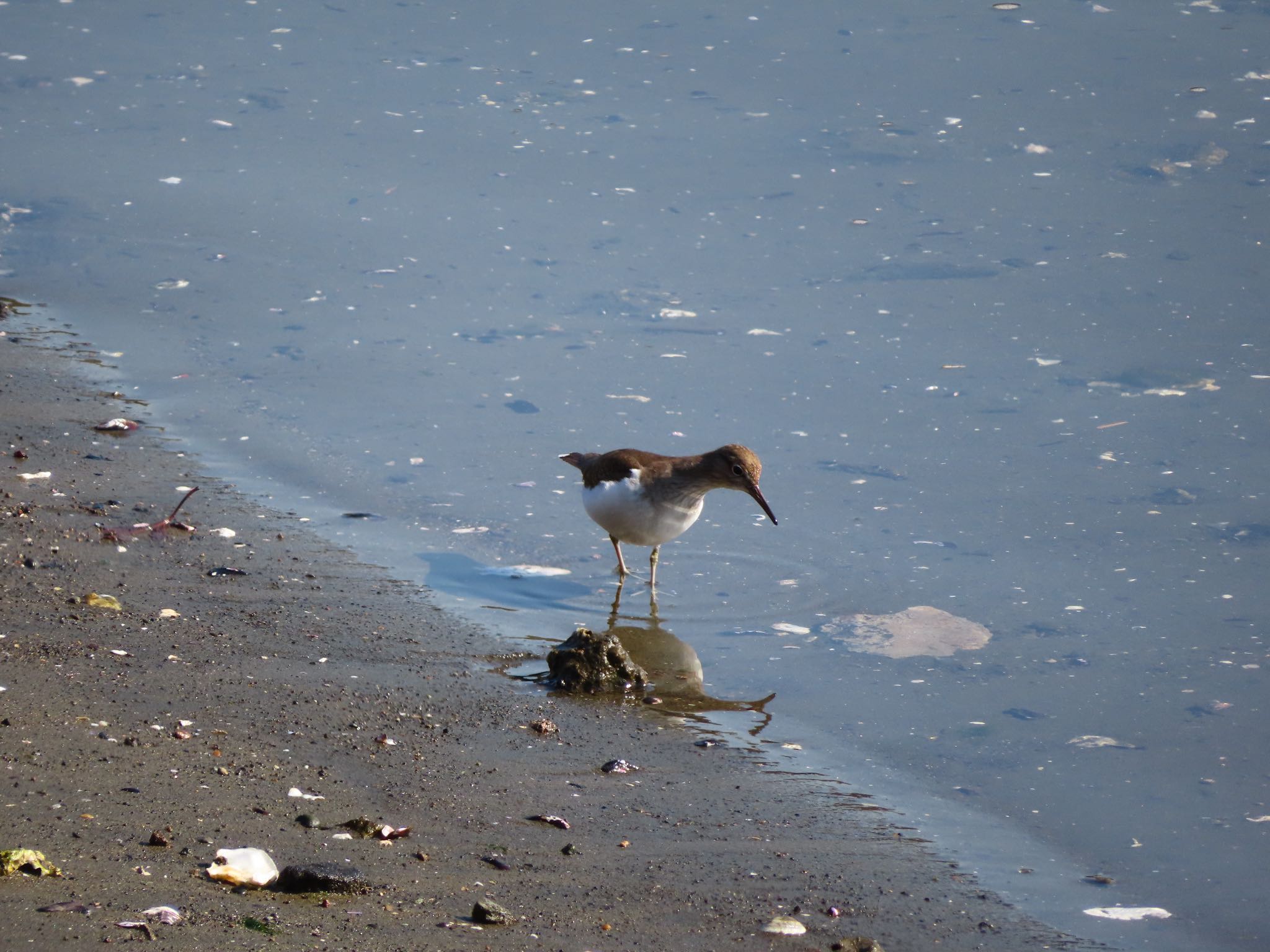 Photo of Common Sandpiper at  by もさこ