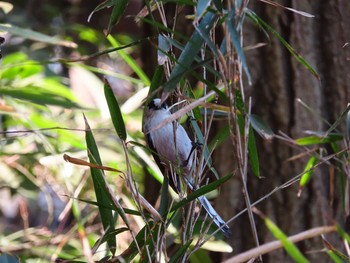 Long-tailed Tit Unknown Spots Fri, 1/22/2021