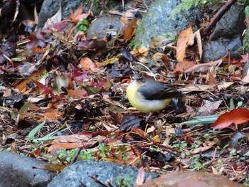 Grey Wagtail Unknown Spots Sun, 1/24/2021