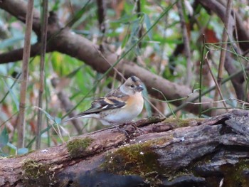 Brambling Unknown Spots Tue, 1/26/2021