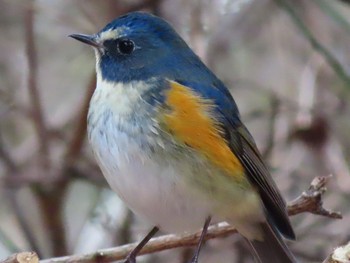 Red-flanked Bluetail Unknown Spots Tue, 1/26/2021