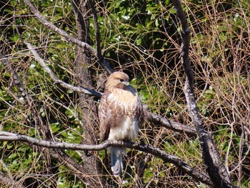 Eastern Buzzard Unknown Spots Sat, 1/30/2021