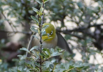 メジロ 愛知県森林公園 2021年2月9日(火)