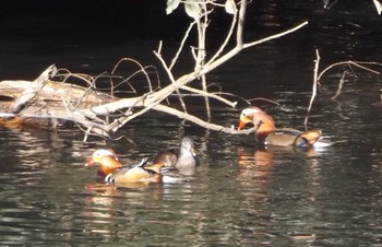 Mandarin Duck 千里中央公園(大阪府豊中市) Fri, 12/30/2016