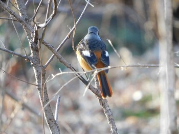 2021年2月11日(木) 大麻生野鳥の森公園の野鳥観察記録