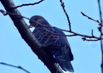 Oriental Turtle Dove 千里中央公園(大阪府豊中市) Fri, 12/30/2016