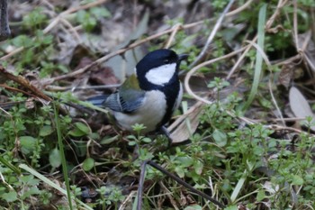 2021年2月9日(火) 東高根森林公園の野鳥観察記録