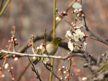 メジロ 大阪城公園 2021年2月11日(木)