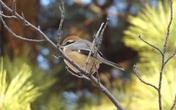 Bull-headed Shrike 大阪府豊中市 樫ノ木公園 Fri, 12/30/2016