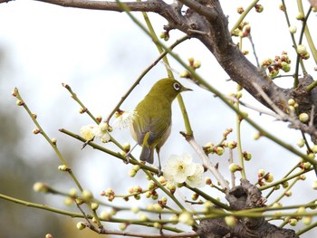 メジロ 大阪城公園 2021年2月11日(木)