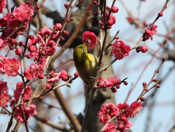 メジロ 大阪城公園 2021年2月11日(木)