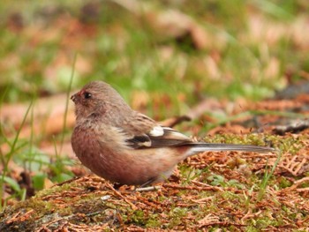 Siberian Long-tailed Rosefinch Aobayama Park Wed, 2/10/2021