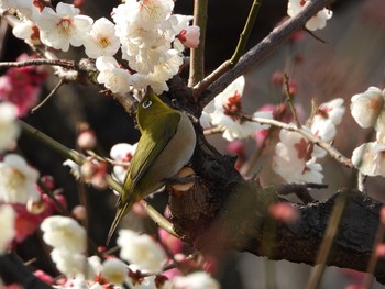 メジロ 大阪城公園 2021年2月11日(木)