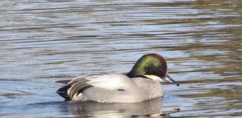 Falcated Duck 大阪府豊中市 服部緑地 Sat, 12/31/2016