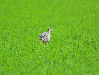 サンカノゴイ 北印旛沼 2014年5月27日(火)