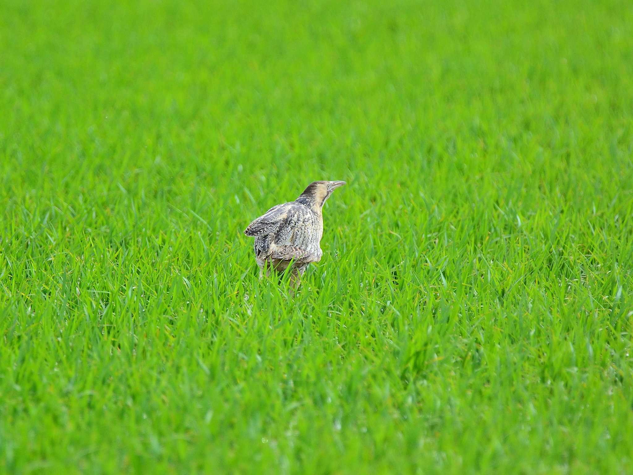 北印旛沼 サンカノゴイの写真 by birds@hide3