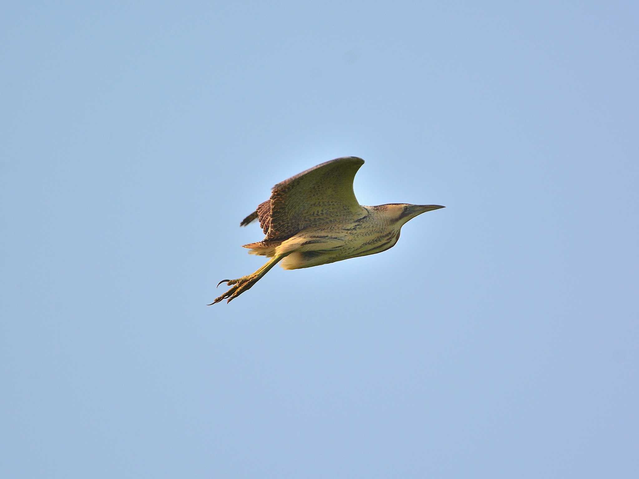 北印旛沼 サンカノゴイの写真 by birds@hide3