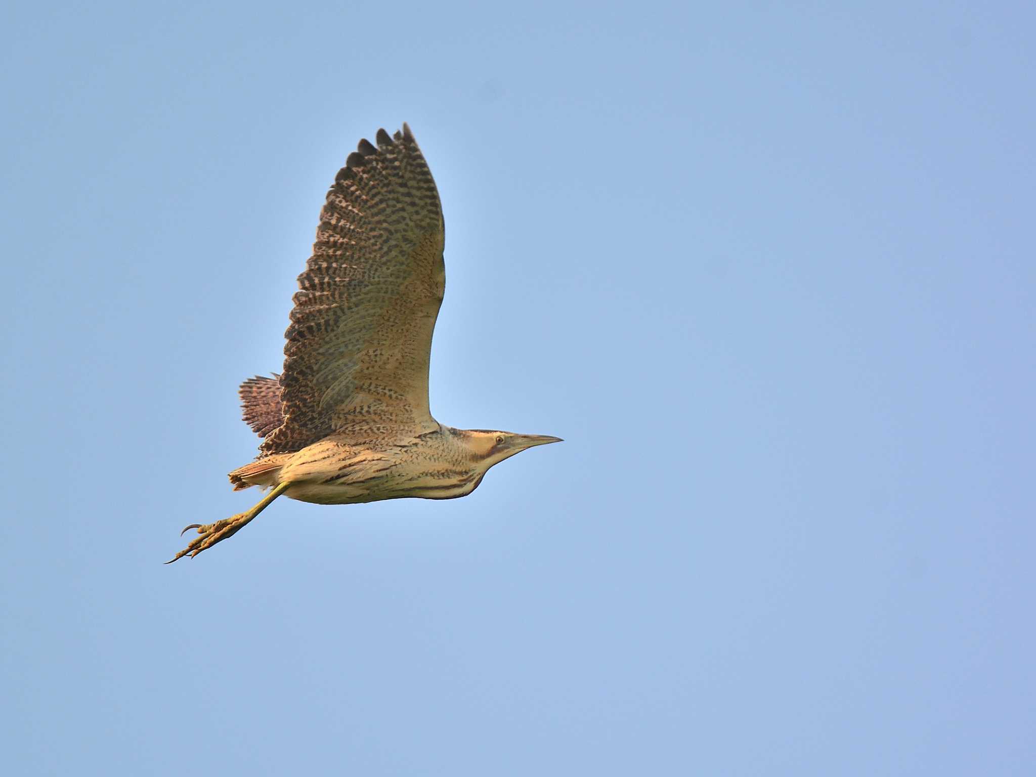 Photo of Eurasian Bittern at North Inba Swamp by birds@hide3