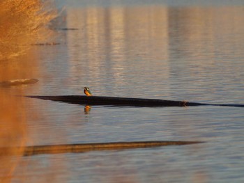 Common Kingfisher 武庫川 Fri, 12/30/2016