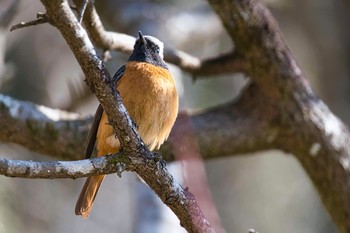 2021年2月11日(木) 佐野梅林公園の野鳥観察記録