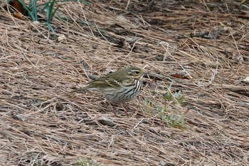 2021年2月8日(月) 葛西臨海公園の野鳥観察記録