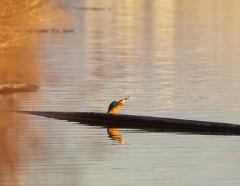 Common Kingfisher 武庫川 Fri, 12/30/2016