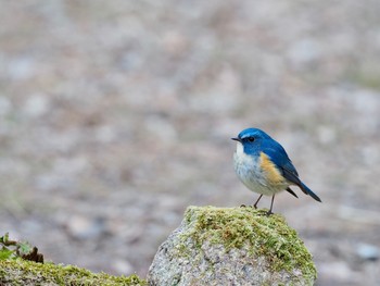 Red-flanked Bluetail 再度山 Thu, 2/11/2021
