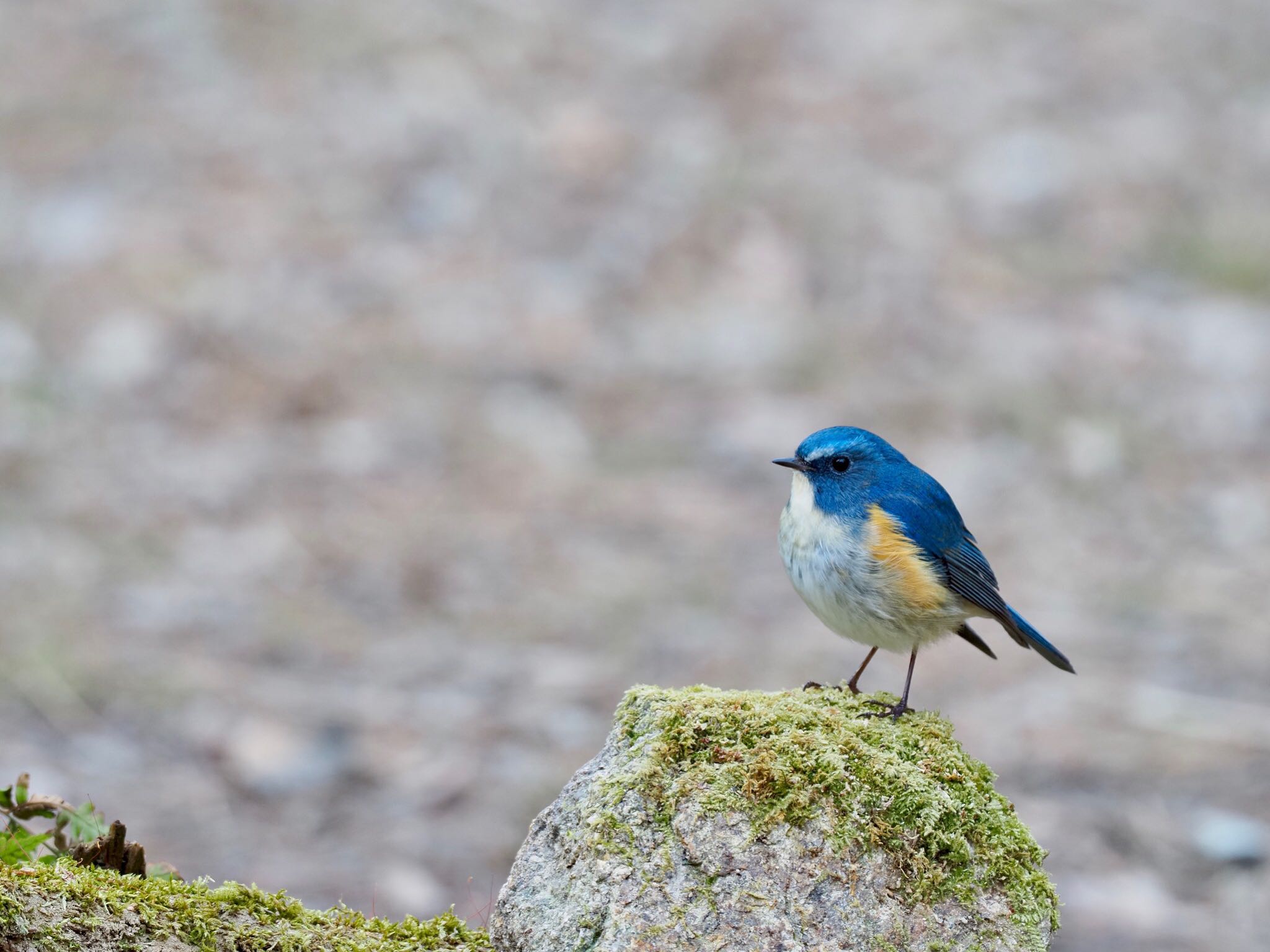 Photo of Red-flanked Bluetail at 再度山 by speedgame