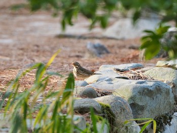 Olive-backed Pipit 再度山 Thu, 2/11/2021