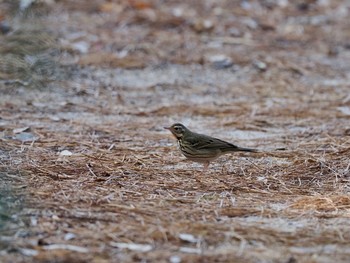 Olive-backed Pipit 再度山 Thu, 2/11/2021