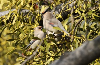 Japanese Waxwing 和歌山城公園 Thu, 2/11/2021