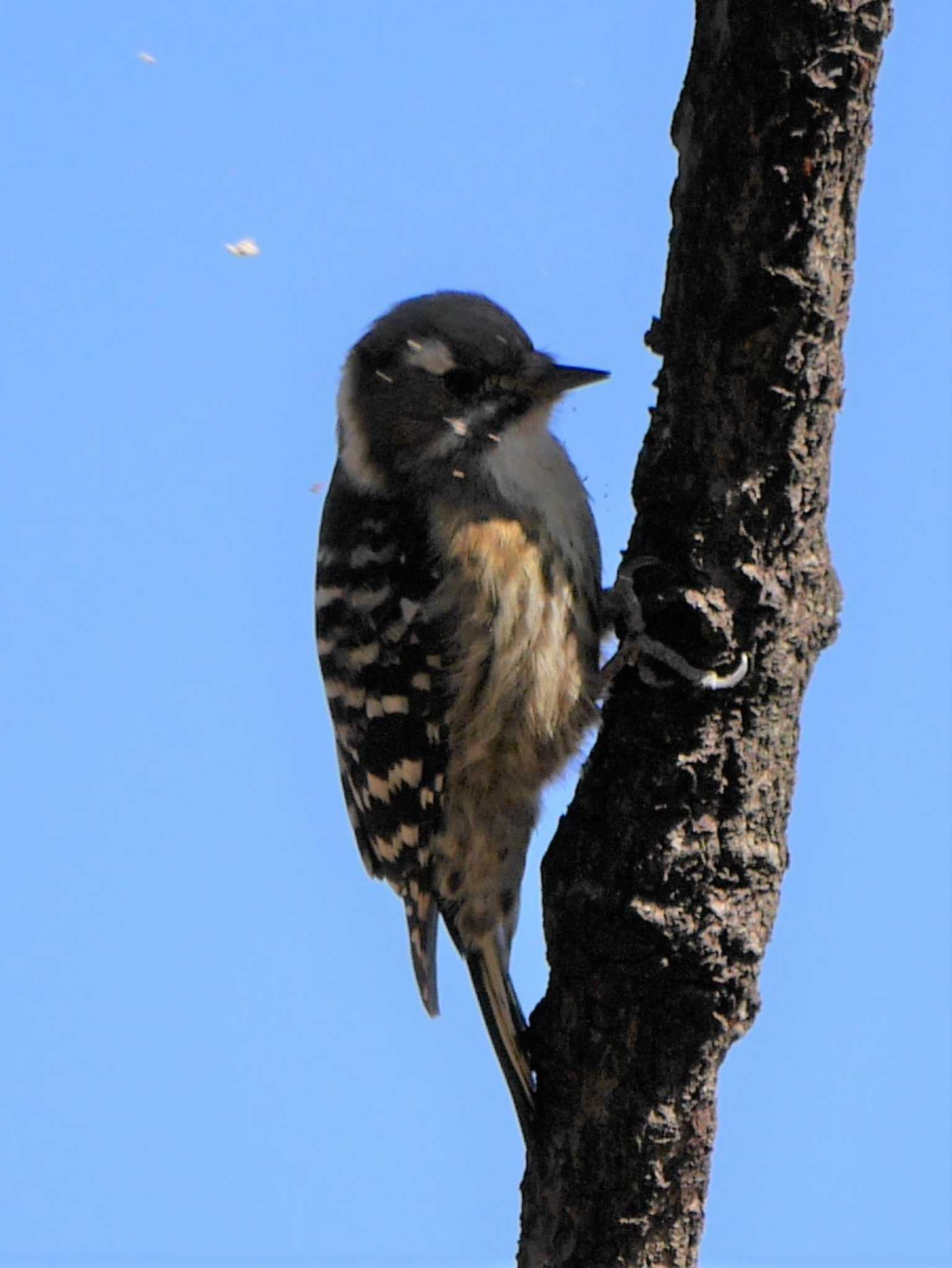 Photo of Japanese Pygmy Woodpecker at 岸根公園（横浜市港北区） by 丁稚