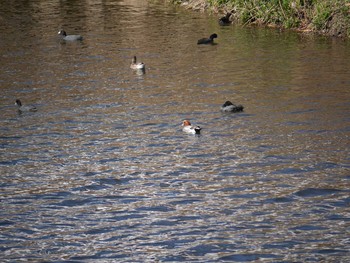 Eurasian Wigeon 鶴見川（横浜市緑区） Thu, 2/11/2021