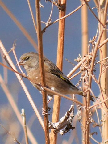 Grey-capped Greenfinch 鶴見川（横浜市緑区） Thu, 2/11/2021