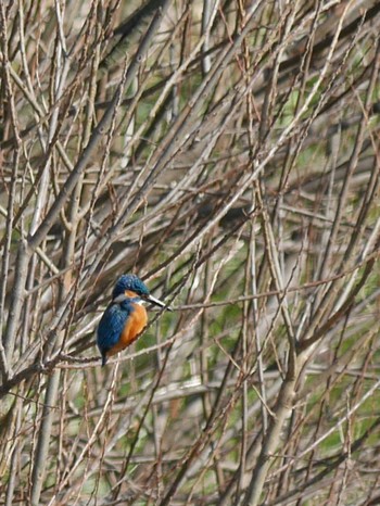 Common Kingfisher 恩田川(鶴見川合流点付近) Thu, 2/11/2021